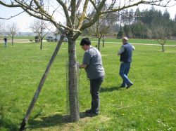 Baumpflegeaktion  2010 03